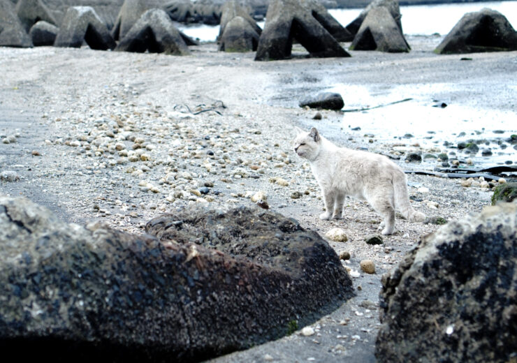 yamamoto’s nice time