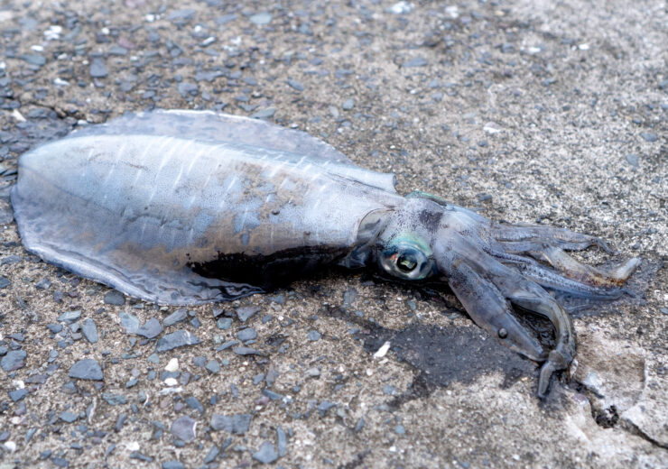 yamamoto’s nice time